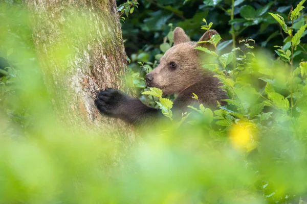 Urso Pardo Jovem Ursus Arctos Subindo Macieira Montanhas Cárpatas Polónia — Fotografia de Stock