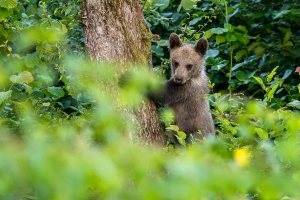 Молодий Бурий Ведмідь Ursus Arctos Лазить Яблуню Карпатські Гори Польща — стокове фото