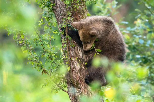 小棕熊 Ursus Arctos 爬到树上 喀尔巴阡山波兰 — 图库照片