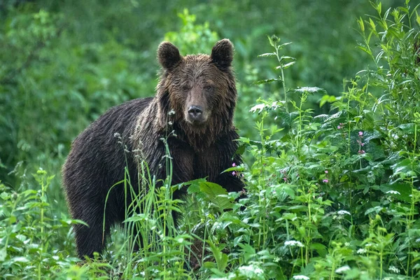 Бурый Медведь Ursus Arctos Лесном Лугу Горы Бещады Польша — стоковое фото