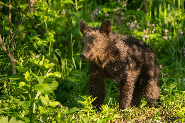 Brązowy Niedźwiedź Ursus Arctos Leśnej Łące Bieszczady Polska — Zdjęcie stockowe