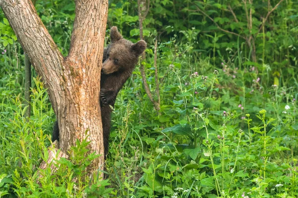 Barnamedve Ursus Arctos Egy Erdei Réten Bieszczady Hegység Lengyelország — Stock Fotó