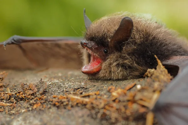 Eine Fledermaus Bieszczady Gebirge Karpaten Polen — Stockfoto