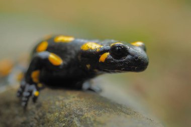 Salamandra semenderi kayanın üzerinde ateş semenderi.