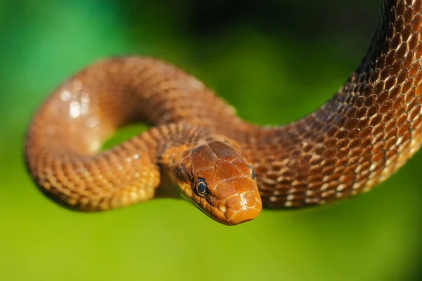 Aesculapian Snake Zamenis Longissimus San River Valley Bieszczady Polen — Stockfoto