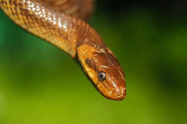 Aesculapian Snake Zamenis Longissimus San River Valley Бещады Польша — стоковое фото