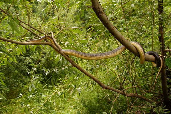 Aesculapian Snake Zamenis Longissimus San River Valley Bieszczadin Poland — 스톡 사진