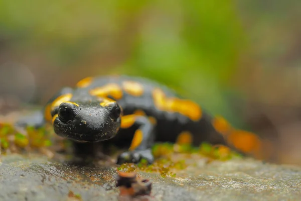 在岩石上的火Salamander Salamandra Salamandra — 图库照片