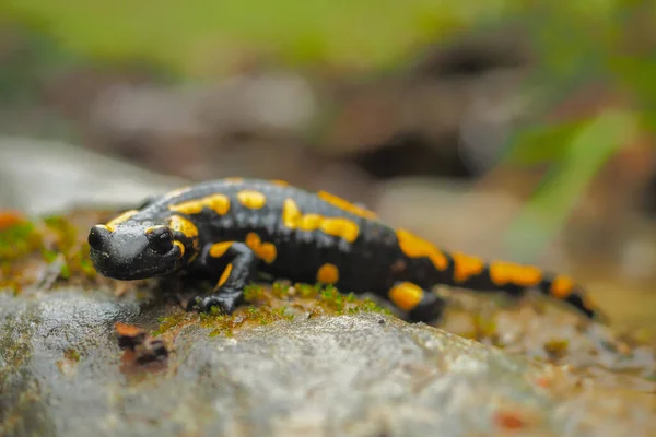 在岩石上的火Salamander Salamandra Salamandra — 图库照片