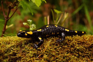 Salamandra semenderi kayanın üzerinde ateş semenderi.