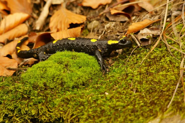 Feuersalamander Auf Dem Felsen Salamandra Salamandra — Stockfoto