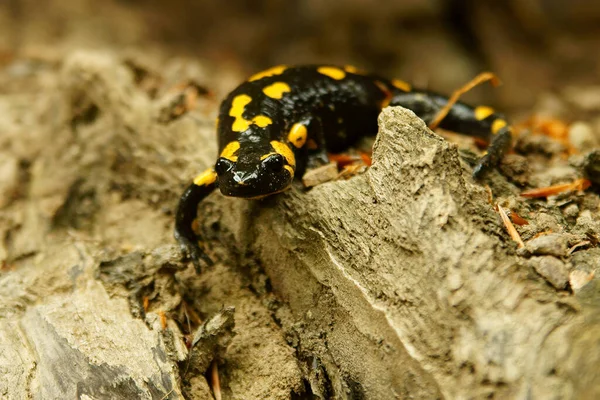 Feuersalamander Auf Dem Felsen Salamandra Salamandra — Stockfoto