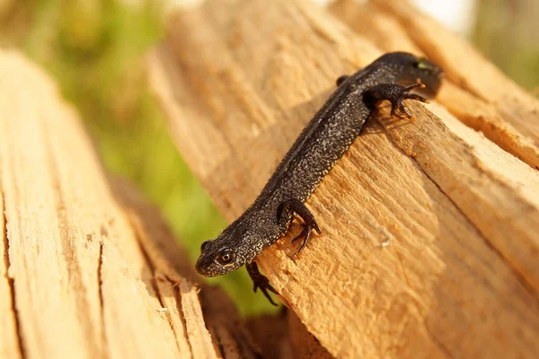 Kammmolch Auf Dem Felsen Triturus Cristatus Bieszczady Gebirge Karpaten Polen — Stockfoto