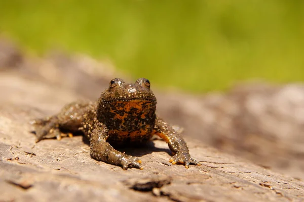 Gul Bellied Padda Klippan Bombina Variegata Bieszczady Mountains Karpaterna Polen — Stockfoto