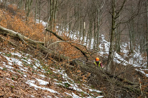 Die Harte Arbeit Eines Holzfällers Bergwald Die Karpaten Polen — Stockfoto