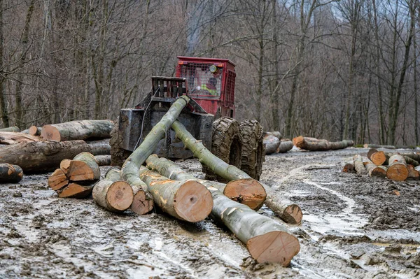 Skidder Vytahuje Klády Skladu Dřeva Lese Bieszczady Karpaty Polsko — Stock fotografie