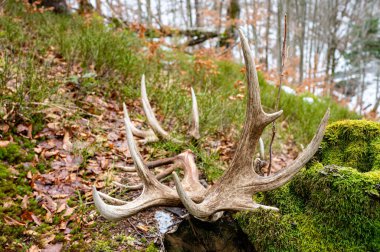 Büyük bir Kırmızı Geyik boynuzu seti. Güzel doğal arka plan. Bieszczady Dağları, Karpatlar, Polonya.