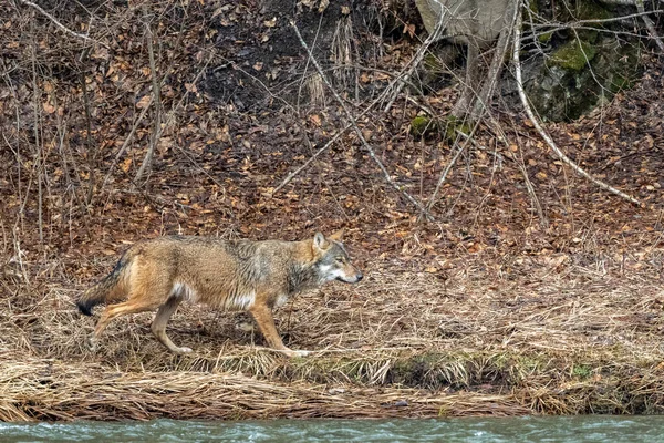 Ein Grauer Wolf Canis Lupus Wald Bieszczady Gebirge Karpaten Polen — Stockfoto