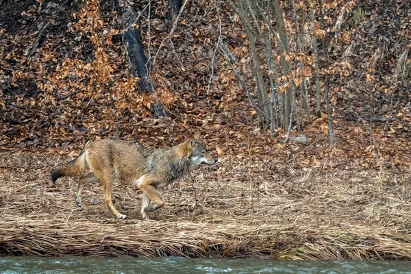 Ein Grauer Wolf Canis Lupus Wald Bieszczady Gebirge Karpaten Polen — Stockfoto