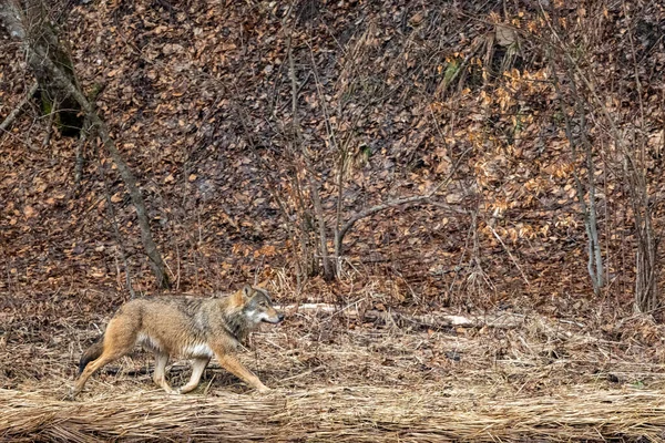 Ein Grauer Wolf Canis Lupus Wald Bieszczady Gebirge Karpaten Polen — Stockfoto