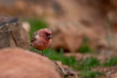 Sinai Rosefinch (Carpodacus synoicus), Wadi Rum, Ürdün.