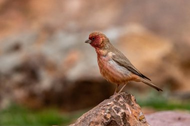 Sinai Rosefinch (Carpodacus synoicus), Wadi Rum, Ürdün.