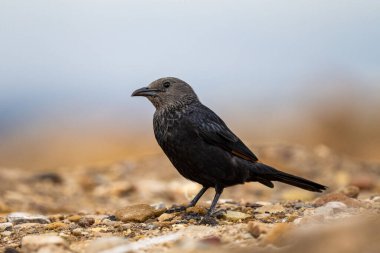 Tristram sığırcığı (Onychognathus tristramii), Ürdün.