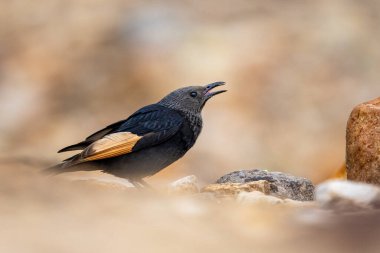 Tristram sığırcığı (Onychognathus tristramii), Ürdün.