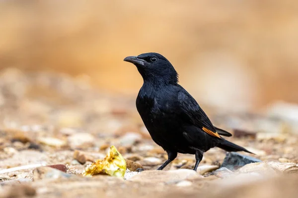 Tristram Starling Onychognathus Tristramii Jordánsko — Stock fotografie