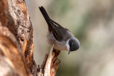 Küçük Beyazboğaz (Curruca curruca), Ürdün.
