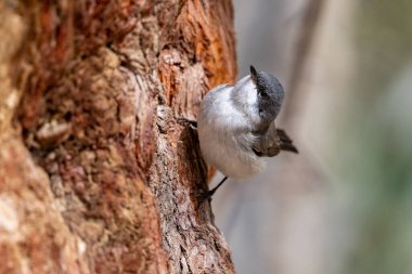 Küçük Beyazboğaz (Curruca curruca), Ürdün.