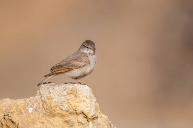 Çöl tarlası (Ammomanes deserti), Wadi Rum, Ürdün.