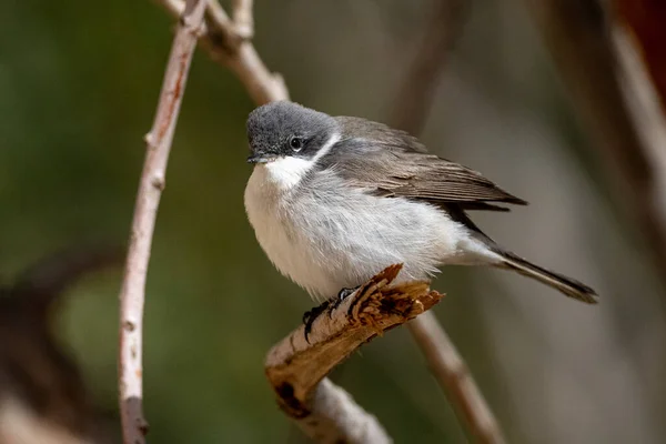 Weißkehlchen Curruca Curruca Jordanien — Stockfoto