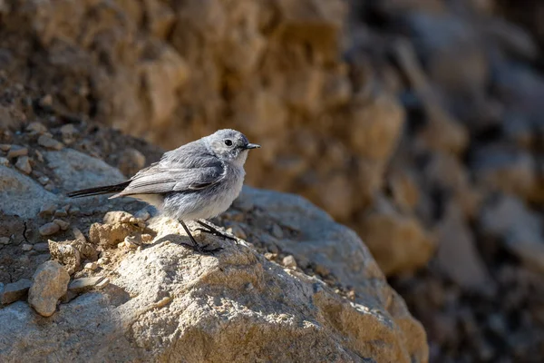 Blackstart Cercomela Melanura Moab Plateau Jordanië — Stockfoto