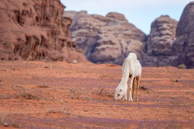 Wadi Rum çölünde bir deve (Camelus dromedarius). Ürdün.