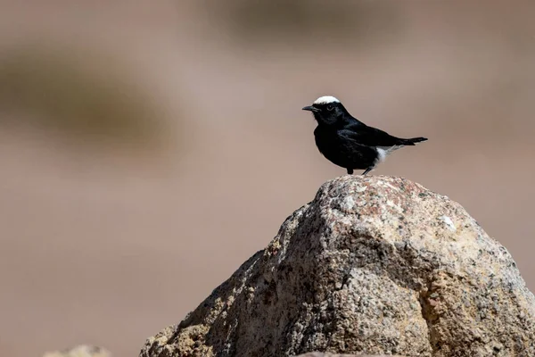 Wheatear Bílou Korunou Oenanthe Leucopyga Wadi Rum Jordan — Stock fotografie