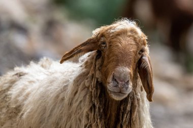 Koyun kafasının yakın çekimi. Ürdün.