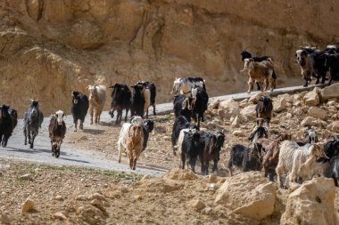 Keçiler çayıra gidiyor. Ürdün