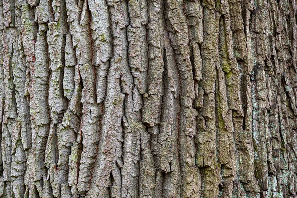 Dub Obecný Quercus Robur Kůra Detailní — Stock fotografie