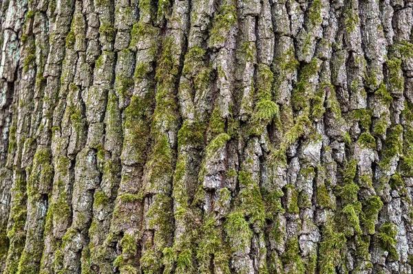 Vanlig Quercus Robur Bark Närbild — Stockfoto