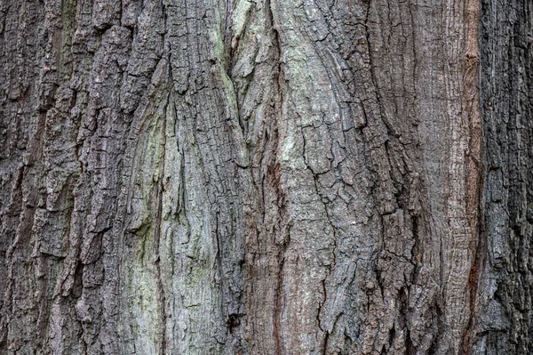 Rinde Der Gemeinen Eiche Quercus Robur Nahaufnahme — Stockfoto