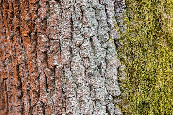 Közönséges Tölgyfa Quercus Robur Kéreg Közelkép — Stock Fotó