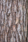 Pozadí ze staré kůry dřeva. Pinus sylvestris, Scotch pine, Baltic pine, Scotts pine.