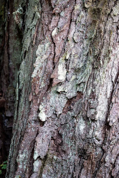Hintergrund Aus Alter Holzrinde Europäische Rosskastanie Aesculus Hippocastanum — Stockfoto