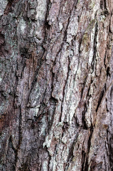 古い木の樹皮からの背景 ヨーロッパの馬栗 イソキュラスカバスタヌム — ストック写真