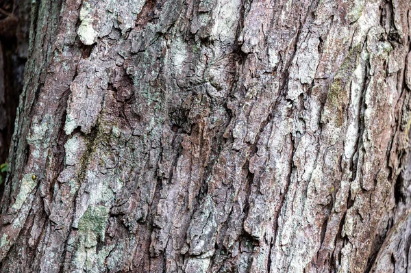 Bakgrund Från Gamla Trä Bark Europeisk Hästkastanj Aesculus Hippocastanum — Stockfoto