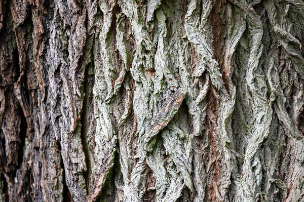 Tło Starej Kory Drewna Czarna Szarańcza Robinia Pseudoacacia — Zdjęcie stockowe