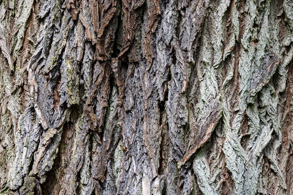 古い木の樹皮からの背景 黒イナゴ ロビニア偽アカシア — ストック写真