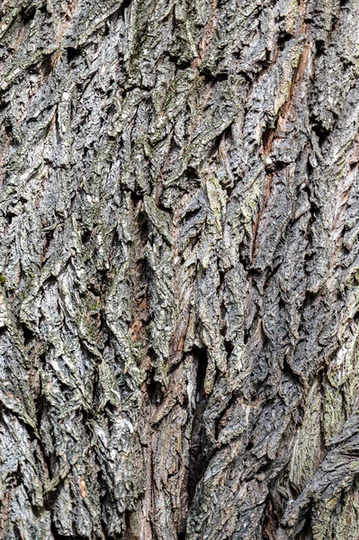 古い木の樹皮からの背景 黒イナゴ ロビニア偽アカシア — ストック写真