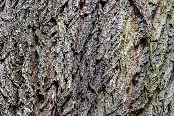 Tło Starej Kory Drewna Czarna Szarańcza Robinia Pseudoacacia — Zdjęcie stockowe